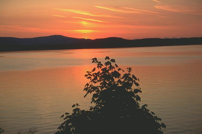 sunset-tree-ocean.jpg